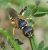 Lestica subterranea